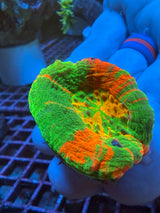 Yellow center Ultra Scoly WYSIWYG