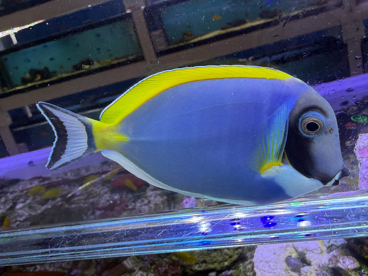 Powder blue tang