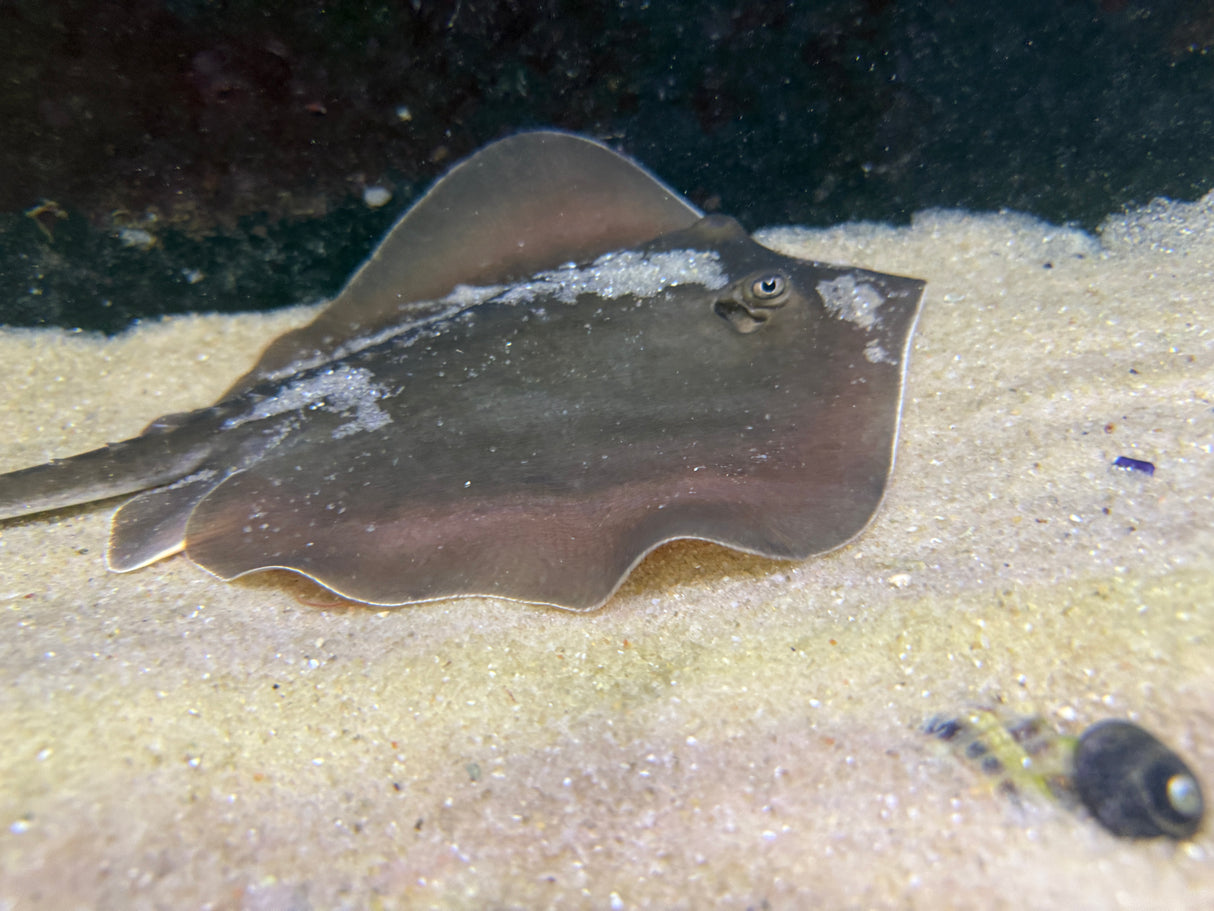 Atlantic stingray
