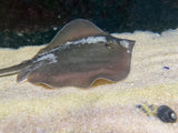 Atlantic stingray