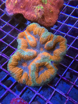Orange and teal symphyllia