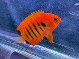 Flame angelfish
