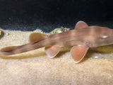 Grey Banded Bamboo Shark