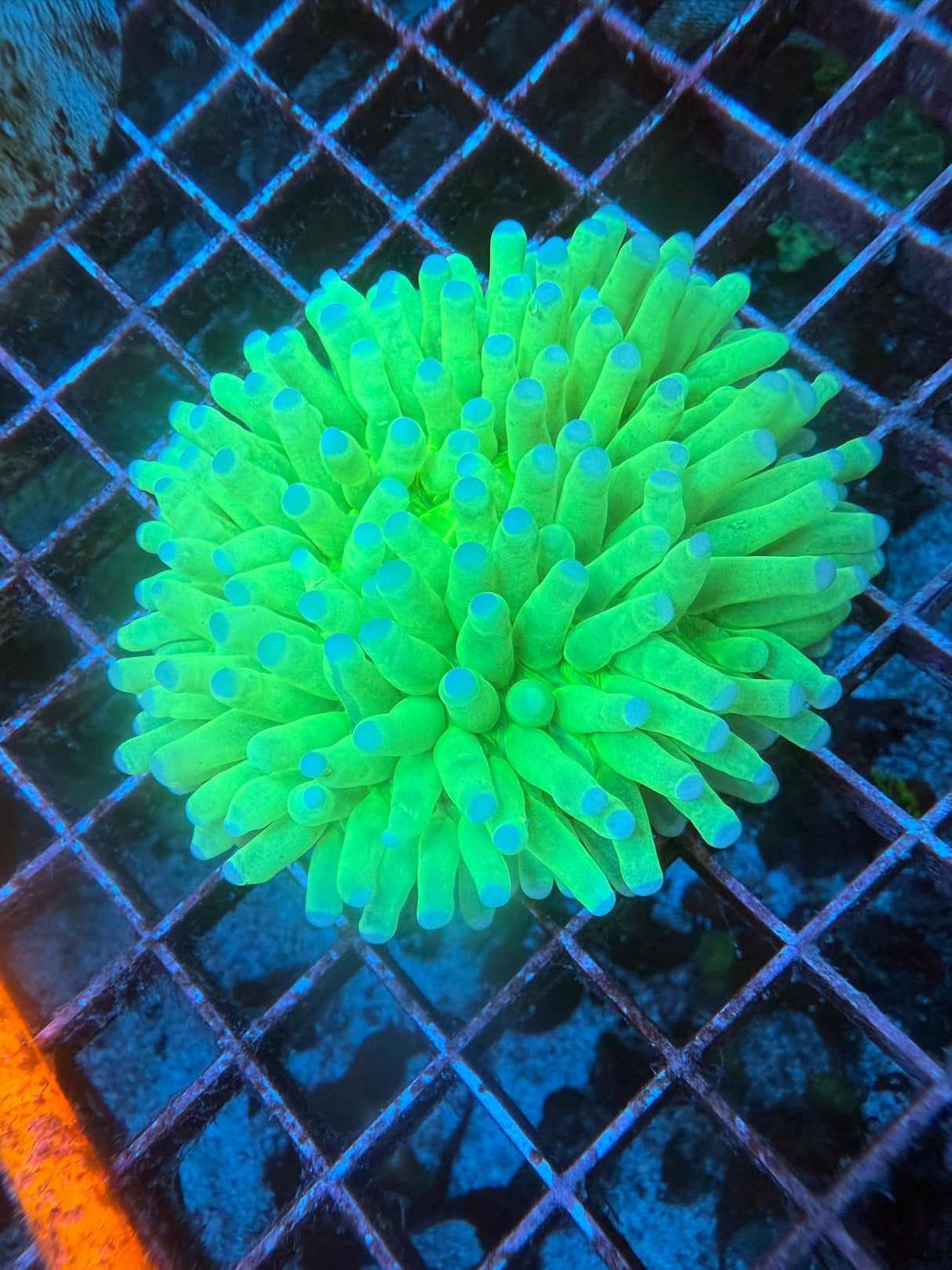 Green heliofungia WYSIWYG 3in+