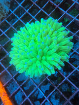 Green heliofungia WYSIWYG 3in+