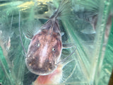Tigrinus Catfish