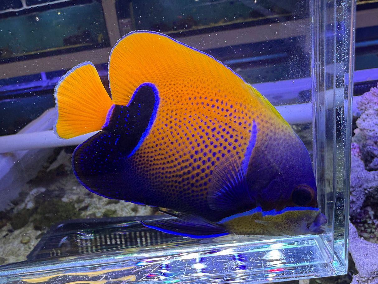 Majestic angelfish