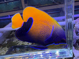 Majestic angelfish