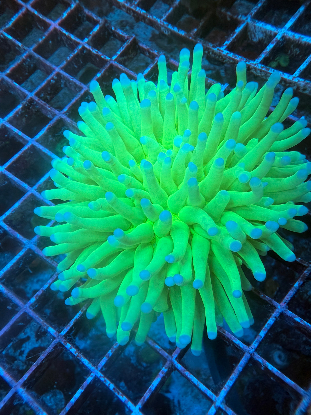 Green heliofungia WYSIWYG 3in+