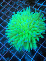 Green heliofungia WYSIWYG 3in+