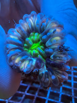 Orange green Small Cynaria WYSIWYG