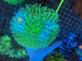 XLG Long tentacle plate coral heliofungia