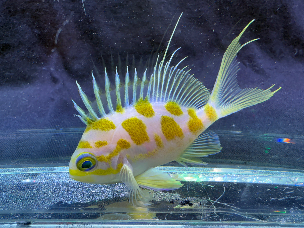 Borbonius anthias
