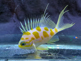 Borbonius anthias