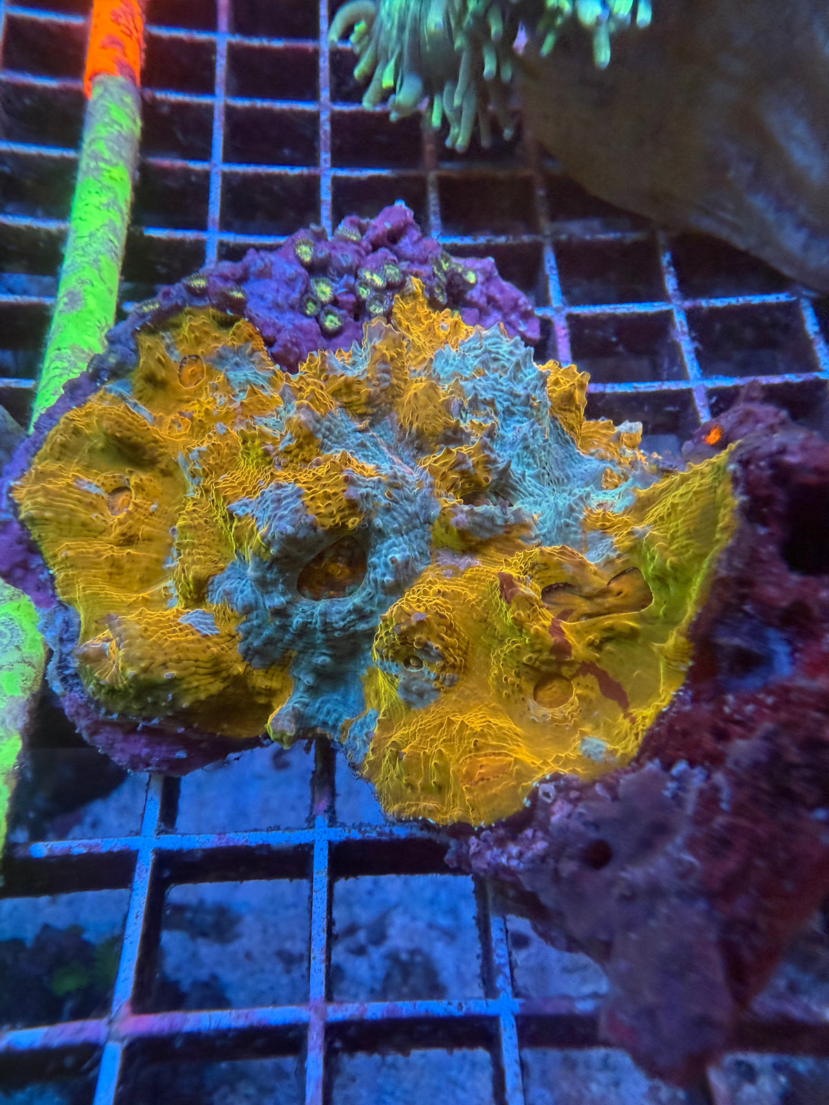 Orange teal red streaked Splatter chalice