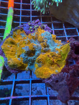 Orange teal red streaked Splatter chalice