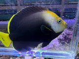Vanderloos Angelfish (Chaetodontoplus vanderloosi