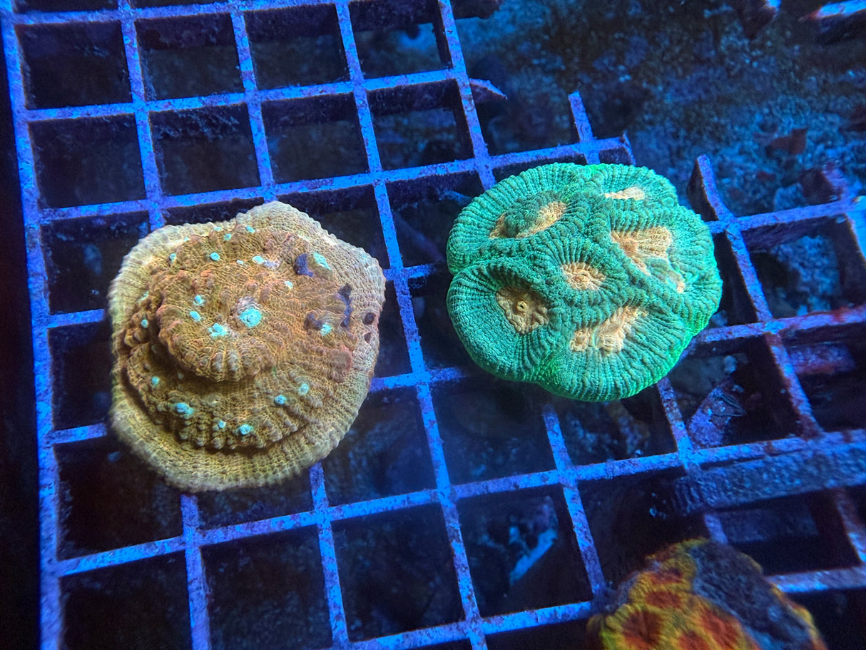 5 Pack of Stoney coral