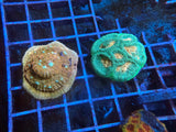 5 Pack of Stoney coral