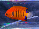Flame angelfish