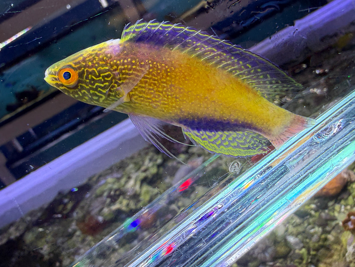 Rhomboid Wrasse