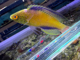 Rhomboid Wrasse