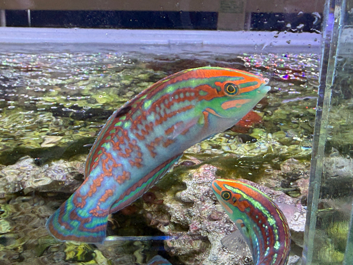Christmas wrasse