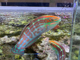 Christmas wrasse