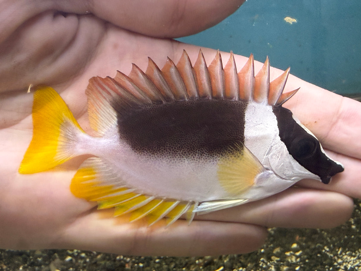Magnificent Foxface Fish