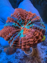 Ultra Acanthophyllia #1
