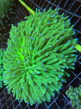 XLG Long tentacle plate coral heliofungia