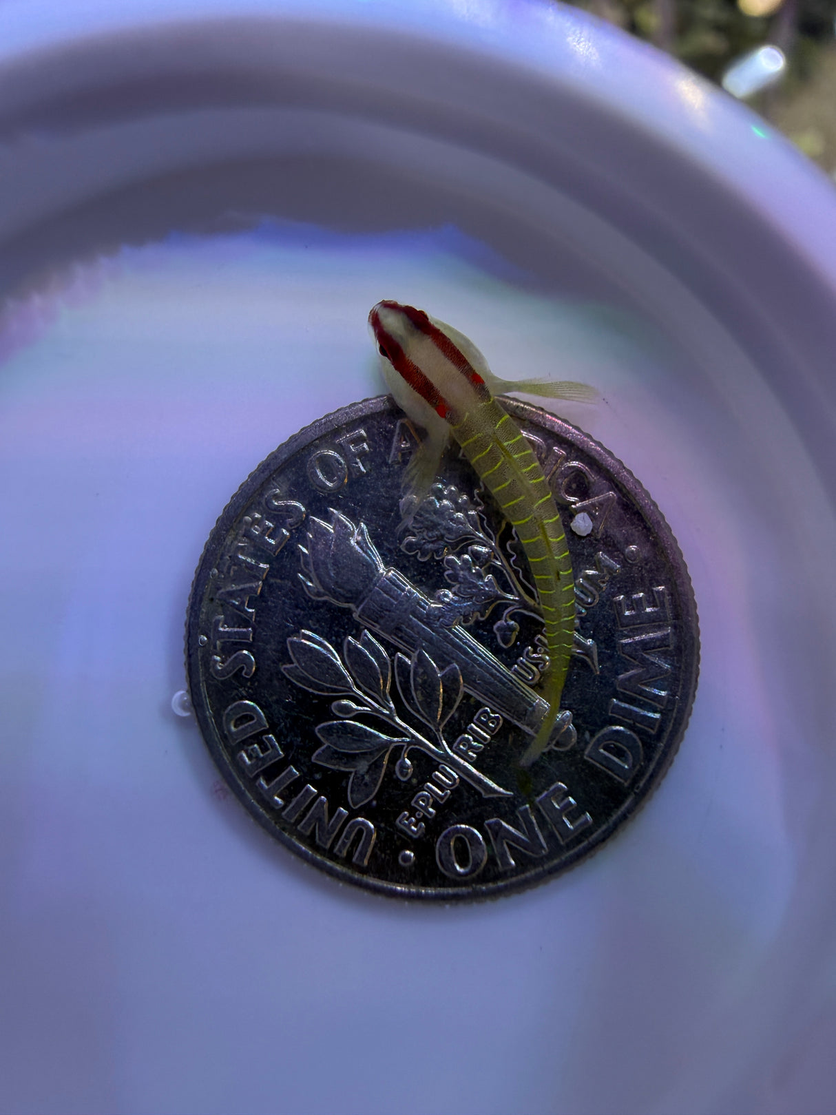 Green Banded Goby