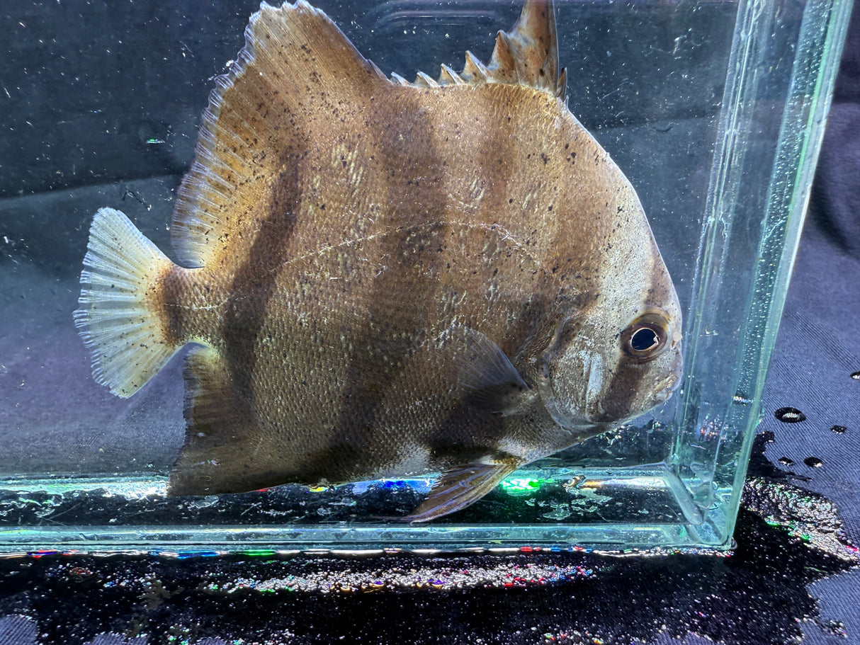 Atlantic spadefish