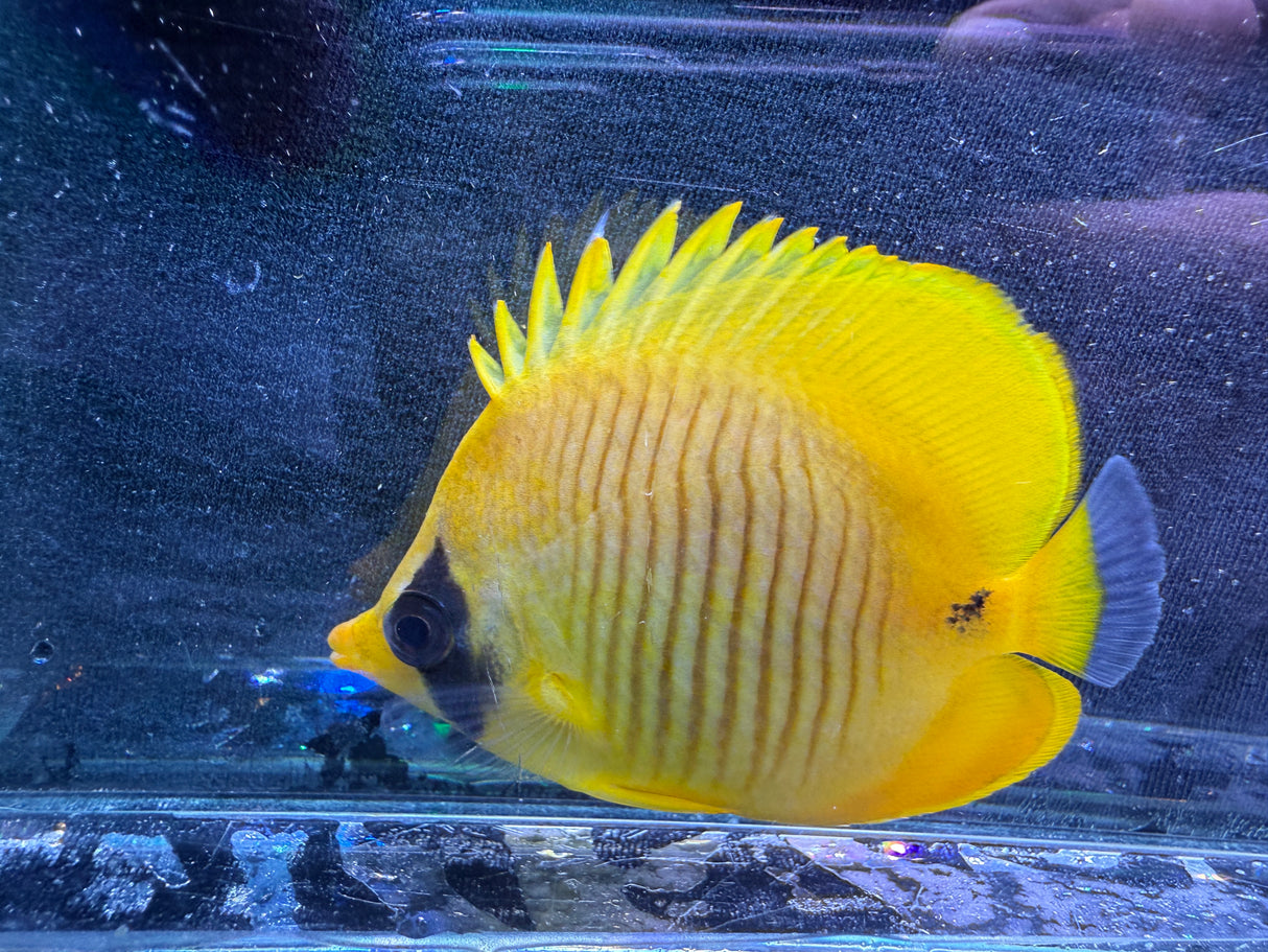 Semilarvatus Butterflyfish