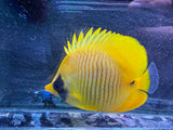Semilarvatus Butterflyfish