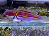 Laboutei wrasse