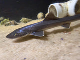 Smooth hound shark