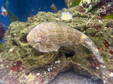 Clingfish (captive bred)