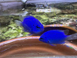 Springer Damsel Fish
