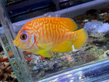 RARE Leopyge hybrid Angelfish #2
