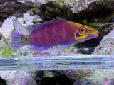 Super Male Mystery Wrasse