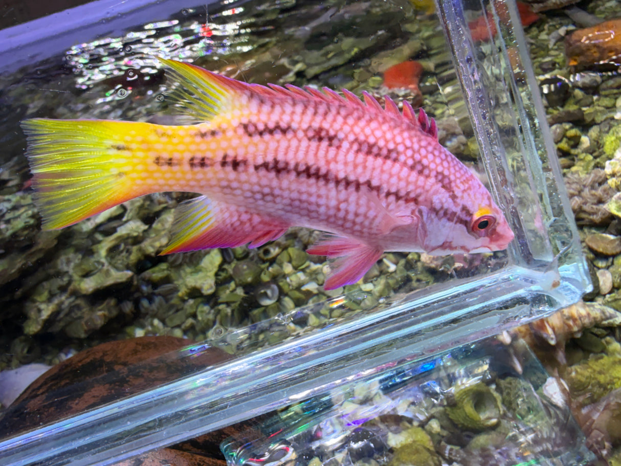 Costa Rican Hogfish