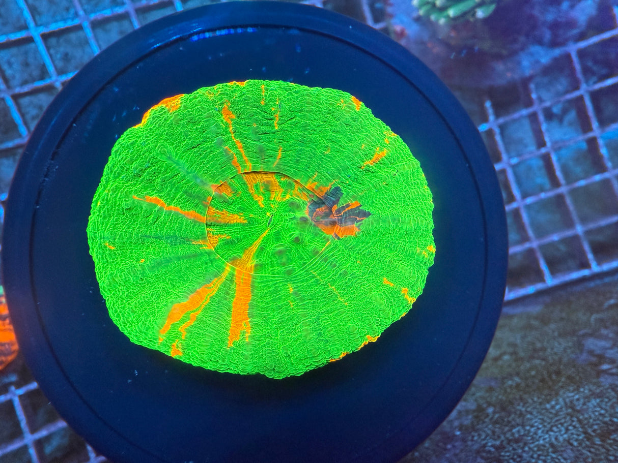 Bleeding apple Scoly 2