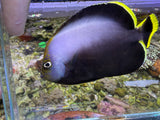 Gray Poma Angelfish