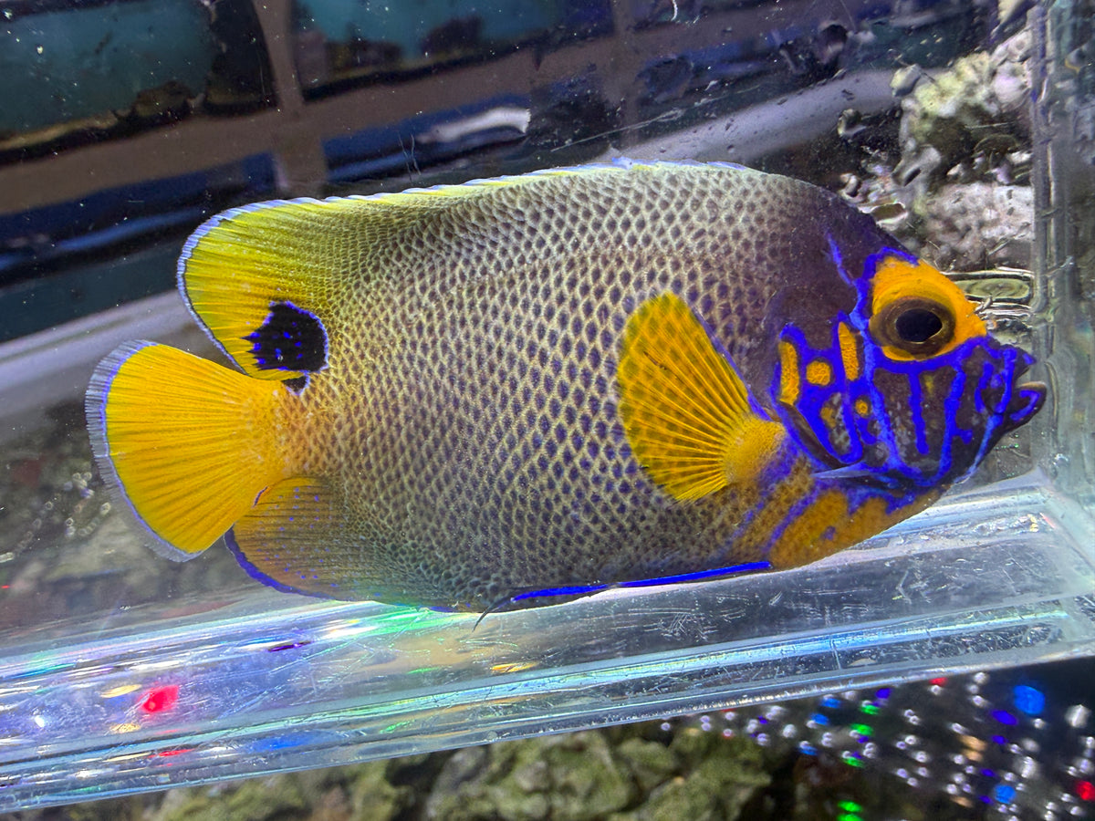 Blueface Angelfish
