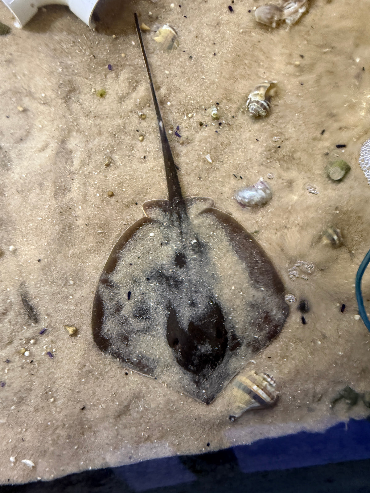 Atlantic stingray
