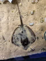 Atlantic stingray