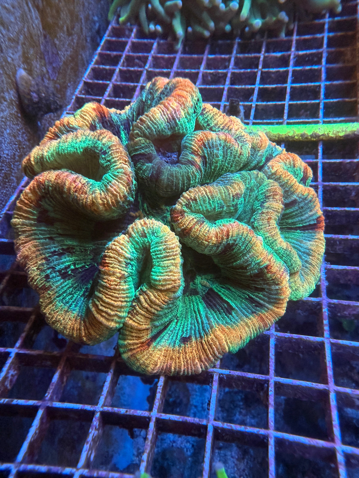 Green and orange Ultra trachy