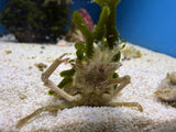 Sponge Decorator Crab