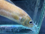 Striped Cusk Eel